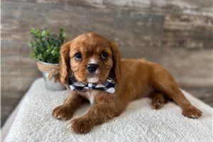 Jamison - Cavalier King Charles Spaniel for sale