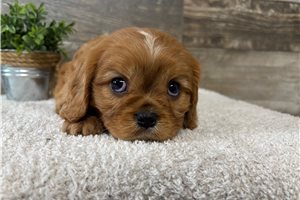 Jude - puppy for sale