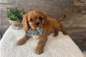 Jude - Cavalier King Charles Spaniel for sale