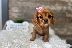 Miranda - puppy for sale