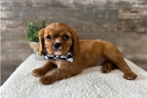 Jamison - Cavalier King Charles Spaniel for sale