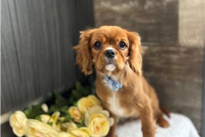 Jamison - Cavalier King Charles Spaniel for sale