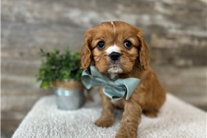 Jaxon - puppy for sale