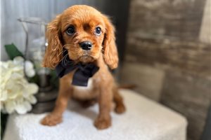 Jude - Cavalier King Charles Spaniel for sale