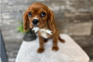 Jamison - Cavalier King Charles Spaniel for sale