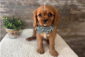 Jude - Cavalier King Charles Spaniel for sale