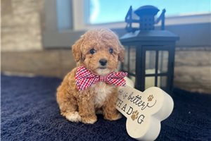Maverick - puppy for sale
