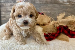 Hope - puppy for sale