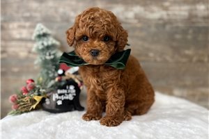 Heath - Poodle, Toy for sale