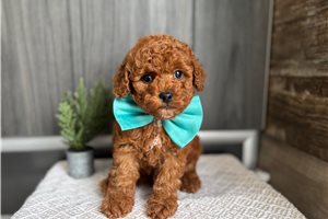 Harry | Puppies For Sale at Pawrade