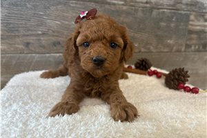 Heidi - puppy for sale