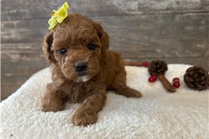 Honey - Poodle, Toy for sale