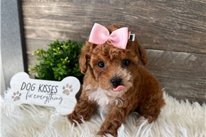 Mia - Toy Poodle for sale