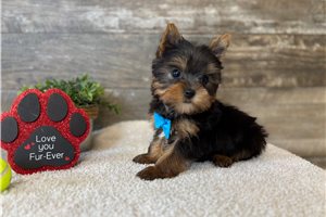 Avery - Yorkshire Terrier - Yorkie for sale