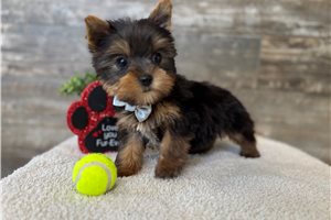Antonio - Yorkshire Terrier - Yorkie for sale