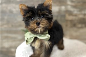 Antonio - puppy for sale