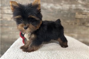 Antonio - Yorkie for sale