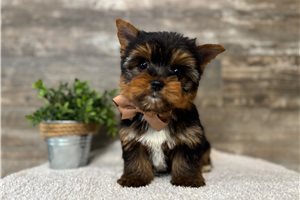 Ivan - Yorkshire Terrier - Yorkie for sale