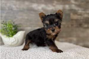 Avery - Yorkshire Terrier - Yorkie for sale