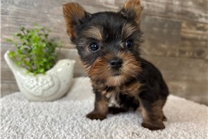 Antonio - puppy for sale