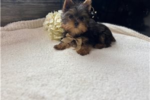 Avery - Yorkie for sale