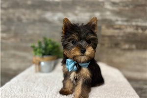 Avery - Yorkie for sale