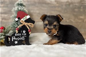 Isaiah - Yorkshire Terrier - Yorkie for sale