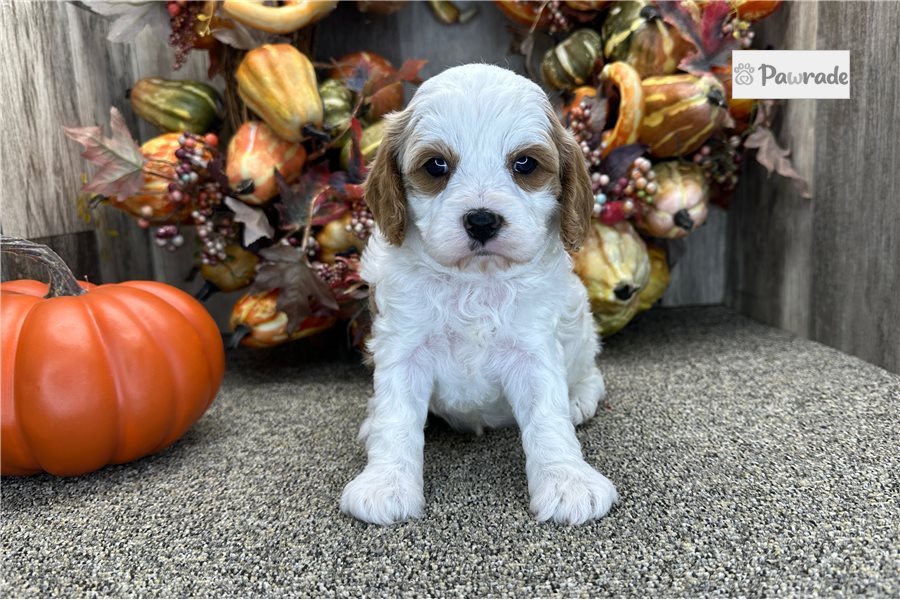 Spirit - Cavapoo for sale
