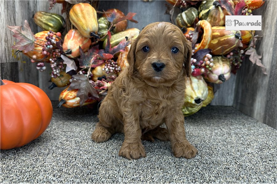 Starsky - Cavapoo for sale