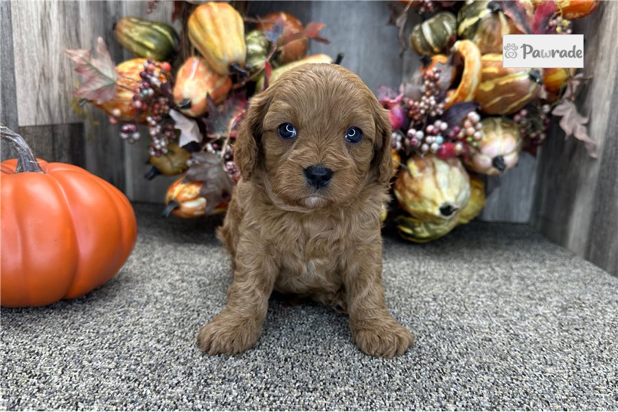 Stetson - Cavapoo for sale