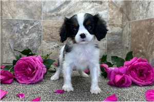 Cadet - Cavalier King Charles Spaniel for sale