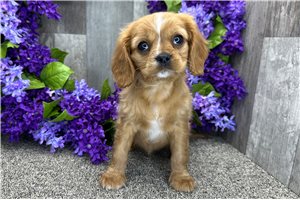 Amelia - Cavalier King Charles Spaniel for sale