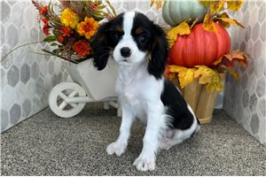 Cadet - Cavalier King Charles Spaniel for sale