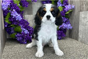 Anthony - Cavalier King Charles Spaniel for sale
