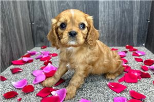 Caiden - puppy for sale