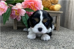 Aurora - puppy for sale