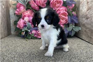 Cadet - Cavalier King Charles Spaniel for sale