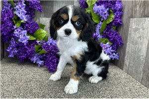 Aurora - Cavalier King Charles Spaniel for sale