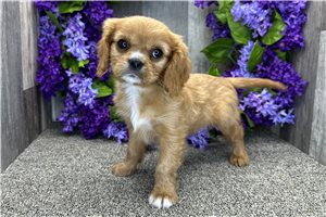 Alexander - Cavalier King Charles Spaniel for sale