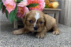 Amelia - puppy for sale