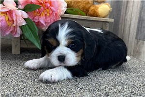 Aria - puppy for sale