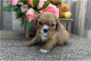 Alexander - Cavalier King Charles Spaniel for sale