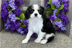 Anthony - Cavalier King Charles Spaniel for sale