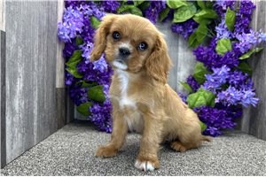 Alexander - Cavalier King Charles Spaniel for sale