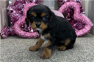 Charity - Cavalier King Charles Spaniel for sale