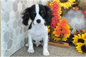 Cadet - Cavalier King Charles Spaniel, placed in Fort Wayne