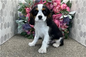Anthony - Cavalier King Charles Spaniel for sale