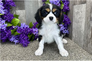 Andrew - Cavalier King Charles Spaniel for sale