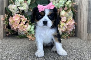 Aria - Cavalier King Charles Spaniel for sale