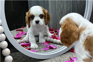 Cadey - puppy for sale